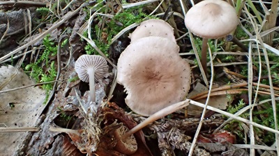 Mycena kuehneriana
