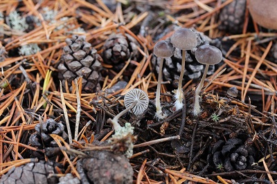 Mycena latifolia