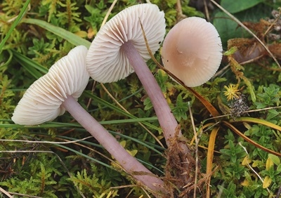 Mycena luteovariegata