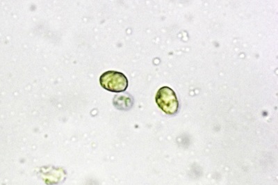 mycena-maculata1