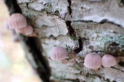 Mycena meliigena