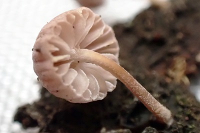mycena-meliigena1