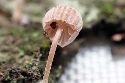 mycena-meliigena2