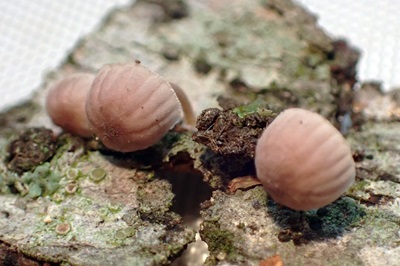 mycena-meliigena3