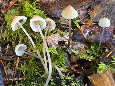 Mycena metata