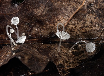 Mycena mucor