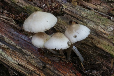 Mycena niveipes
