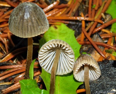 mycena-olivaceomarginata1