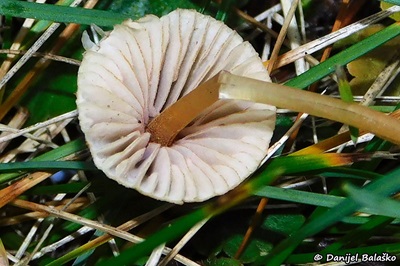 mycena-olivaceomarginata2