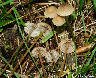 mycena-olivaceomarginata3