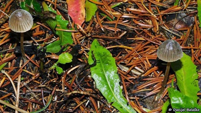 mycena-olivaceomarginata4