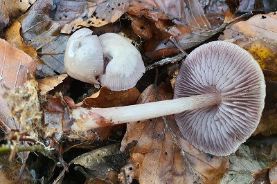 Mycena pelianthina