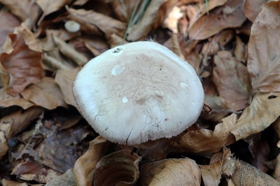 mycena-pelianthina2