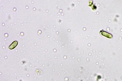mycena-pelianthina4