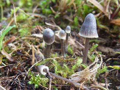 Mycena rapiolens