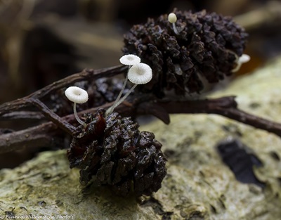 Mycena rhenana