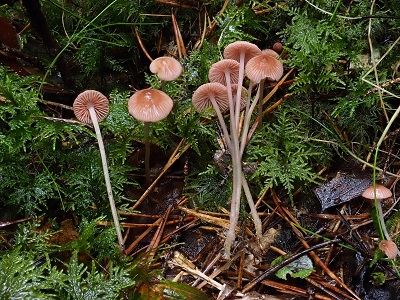 Mycena rosella