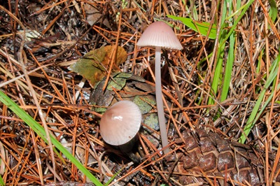 mycena-seynii1