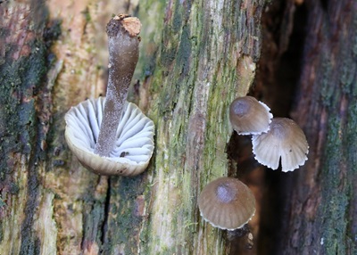 Mycena silvae-pristinae