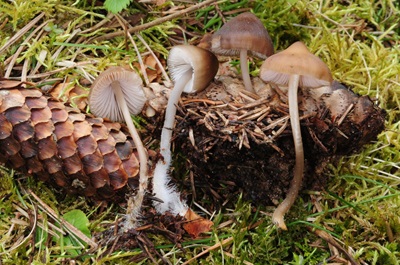 Mycena strobilicola