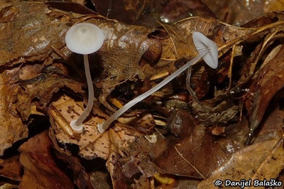 mycena-stylobates2