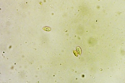 mycena-stylobates3