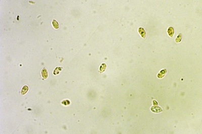 mycena-stylobates4