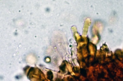mycena-stylobates5