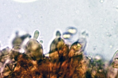 mycena-stylobates6