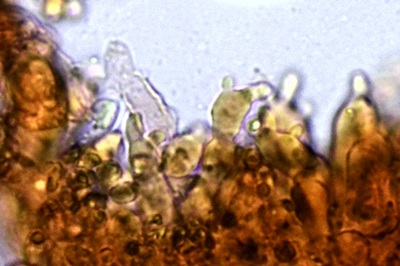 mycena-stylobates7