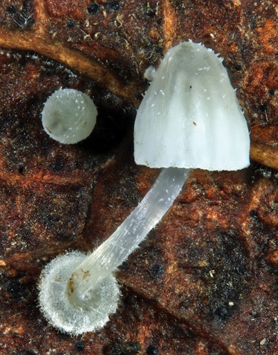Mycena tenuispinosa