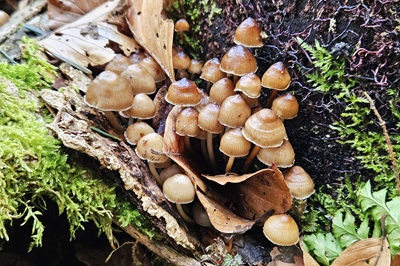 Mycena tintinnabulum