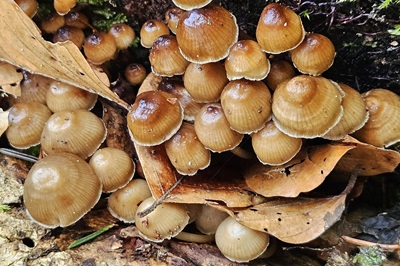 mycena-tintinnabulum1