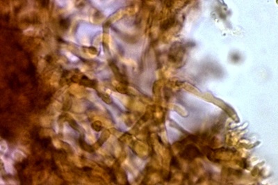 mycena-tintinnabulum10