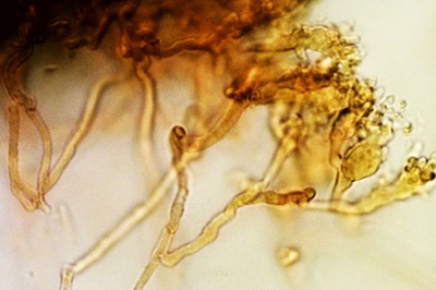 mycena-tintinnabulum11