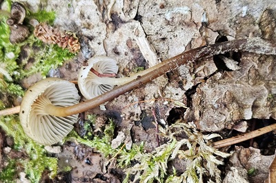 mycena-tintinnabulum2