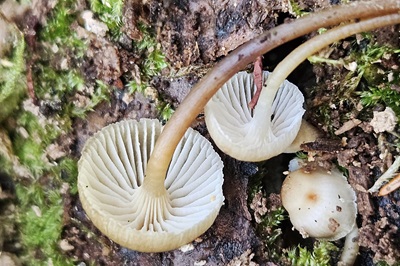 mycena-tintinnabulum3
