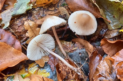 Mycena zephirus
