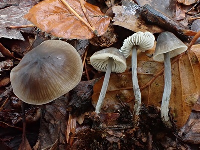 Mycenella bryophila