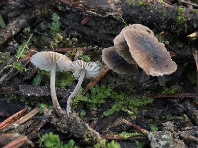 Mycenella salicina