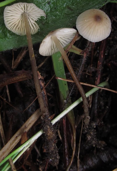 Mycenella trachyspora
