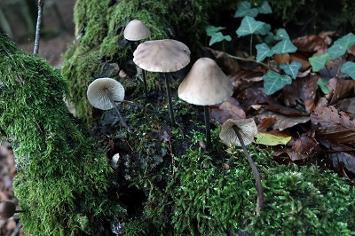 Mycetinis alliaceus