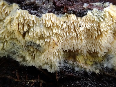 Mycoacia aurea
