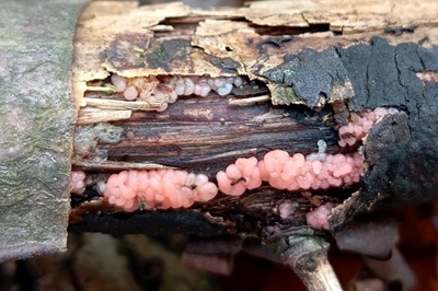 Mycogloea macrospora