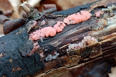 mycogloea-macrospora1