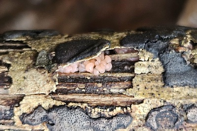 mycogloea-macrospora2