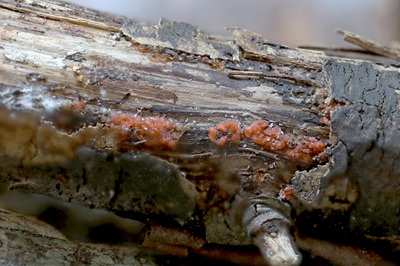 mycogloea-macrospora3