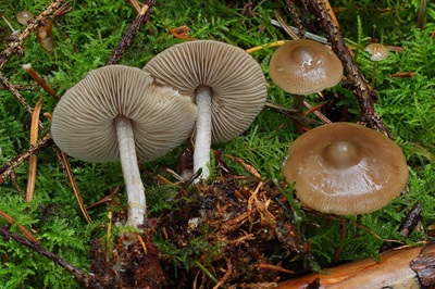 Myochromella boudieri