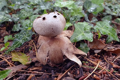 myriostoma-coliforme4