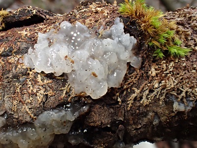Myxarium nucleatum